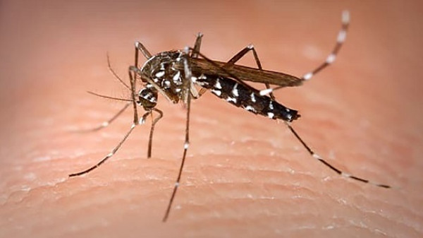 الملاريا في طريقها للاختفاء.. العلماء يكتشفون بكتيريا ستقضي عليها