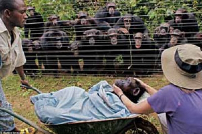 قطيع من الشمبانزي يقيم جنازة لأحد أفراده