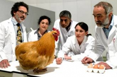 علماء بريطانيا يفكّون اللغز: الدجاجة جاءت قبل البيضة