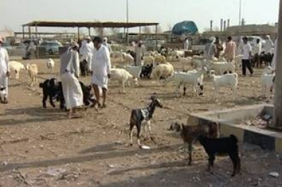 أسعار الأغنام في السعودية بلغت مستويات جنونية مع انطلاق رمضان