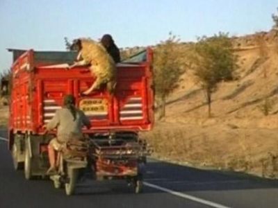 فيديو..لصان تركيان يسرقان خروف الأضحية على طريقة أفلام المطاردات