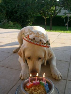 فرقة موسيقية تونسية مشهورة تحيي حفل عيد ميلاد كلب مدلل
