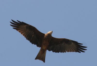 ظاهرة نادرة: رصد 1500 طير من الحدأة السوداء في الضفة