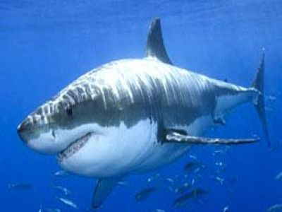 مفاجأة مدوية حول لغز هجمات سمك القرش في شرم الشيخ
