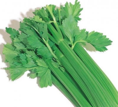 الكرفس (Celery)غذاء و دواء