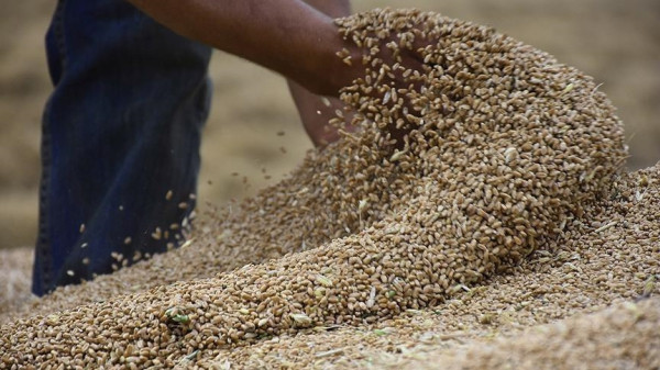 50 % منذ بداية العام.. مصر تزيد سعر شراء القمح من المزارعين