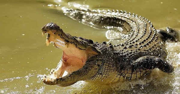 غواص أسترالي ينجو من الموت بعد تعرضه لهجوم من تمساح
