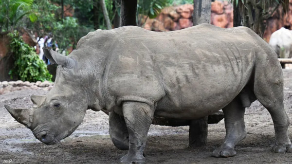 وحيد القرن يقتل امرأة ويصيب آخر في حديقة حيوان في النمسا