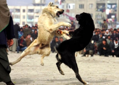صور لقتال الكلاب من اجل كسب المال في افغانستان