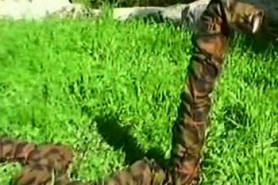 أفعى إسرائيلية مغطاة بقماش مرقط مزودة بكاميرا لمطاردة الفلسطينيين وحزب الله