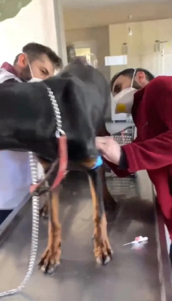 أربعة كلاب تخرج حيّة بعد شهر من الزلزال بتركيا.. كيف صمدت؟