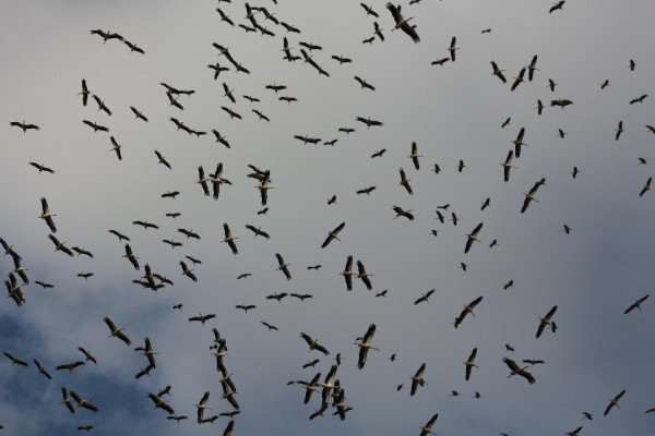 "التعليم البيئي" ينشر مُعطيات حول هجرة الطيور الخريفية