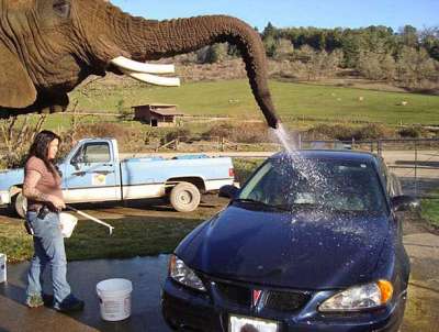 فيل يعمل في غسيل السيارات بمبلغ 20 دولار ..بالصور
