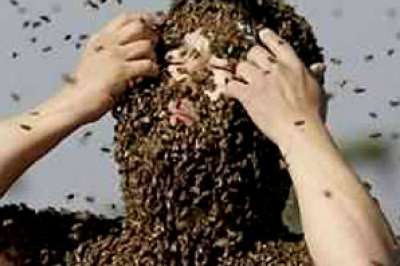 تسعيني أمريكي يلسعه آلاف النحل ويتعافى سريعا