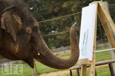 فيل أسيوي يرسم أجمل لوحات فنية بـزلومته