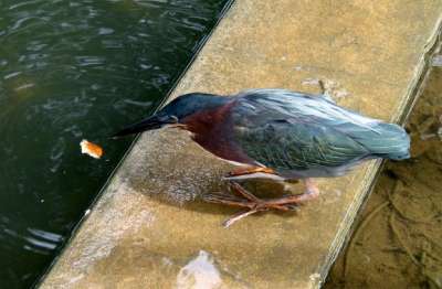 البلشون الأخضر: طائر مدهش يصطاد السمك بطُعم مثلنا .. شاهد الصور