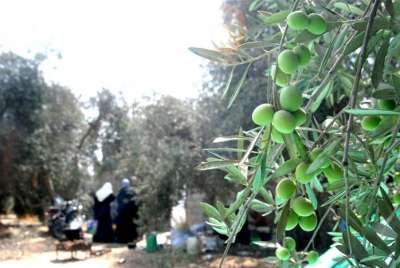 أكثر من 100 متطوع فلسطيني وفرنسي يساعدون المزارعين في قطف زيتونهم في أراضي بيت جالا المحاذية للجدار