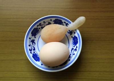 الصين: دجاجة تبيض بيضة صغيرة مع ذيل