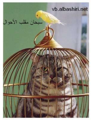 هات تعليق من عندك
