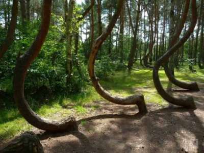 لغز حير العلماء: غابة الأشجار المعقوفة في بولندا!