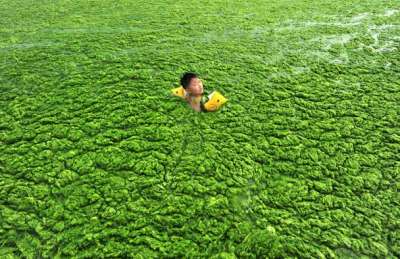 الطحالب تحول مياه بحر الصين الى اللون الأخضر