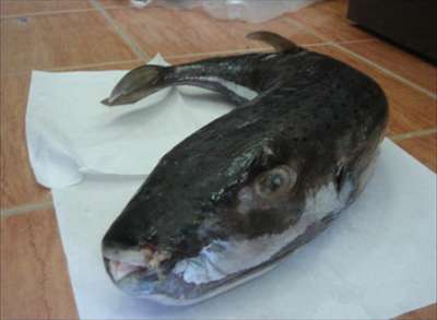 تحذيرات من سمكة تغزو السواحل المصرية تقتل من يتناولها خلال ساعات