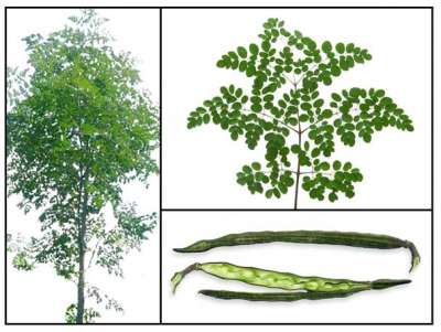 الزراعة بغزة تباشر الإكثار من زراعة شجرة المورينجا تستخدم لعلاج