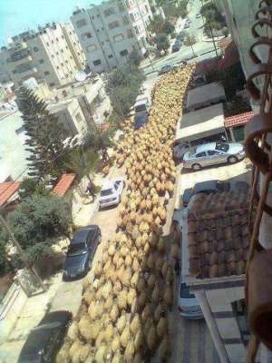 مظاهرات حاشدة مطــالبة بإلغـاء عيد الأضحى هذا العام!