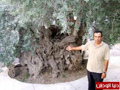 أقدم شجرة زيتون في فلسطين يتناقل السكان عنها الحكايات والأساطير و وزارة الزراعة خصصت لها موظفا خاصا ليقوم برعايتها دنيا الوطن