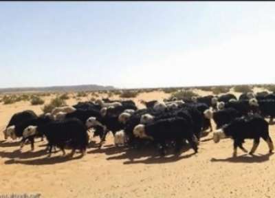 كيف تشتري أضحيتك