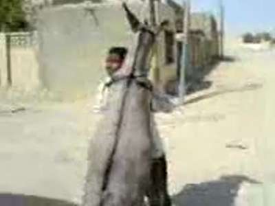 حمار رومانسي