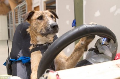 بالصور والفيديو…نيوزلندا تعلم الكلاب القيادة باستخدام سيارات خاصة