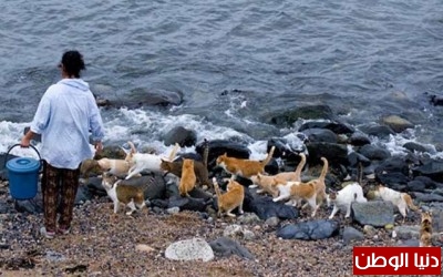 بالصور..الجزيرة تمنع دخول الكلاب.."جزيرة القطط" جنة القطط الضالة في اليابان