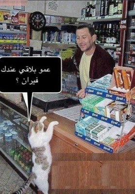 فطور ولا غدا