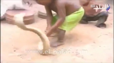 بالفيديو.. أطفال الهند يلعبون بثعبان "الكوبرا".. ولا يتأثرون بلدغاته