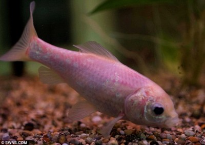 أقدم سمكة ذهبية تتحول إلى اللون الوردي... حزناً على وفاة رفيقها