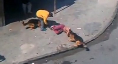بالفيديو..كلبان يفترسان شخص في وضح النهار بالدار البيضاء