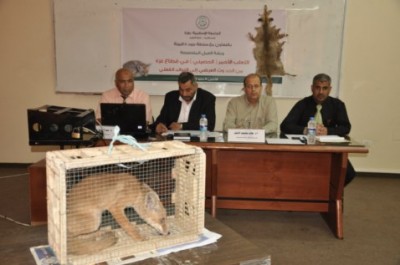 بعد اثارة دنيا الوطن للموضوع:الجامعة الاسلامية بغزة تناقش توالد الثعلب الأحمر في قطاع غزة ..صور