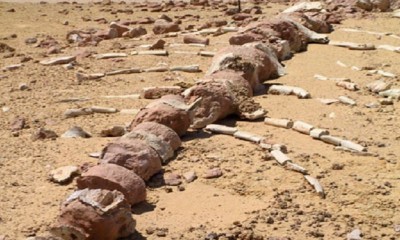 اهتمام عالمي بالكشف الأثري المصري لحيتان بالفيوم عمرها 42 مليون عام