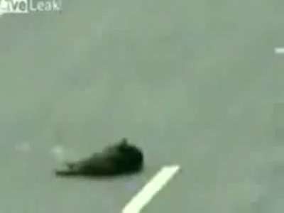 بالفيديو... "كلب" يجر "كلب" آخر بعد أن صدمته سيارة ليبعده عن الطريق ...مؤثر جداً