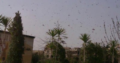 الجراد يتعاطف مع الأمن ويقضى على زراعة المخدرات بسيناء