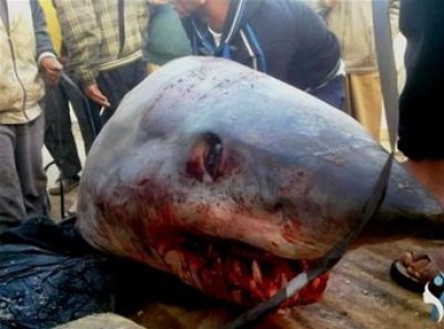 صياد غزي يفقد اصبعين بسبب سمكة قرش طولها 3 امتار