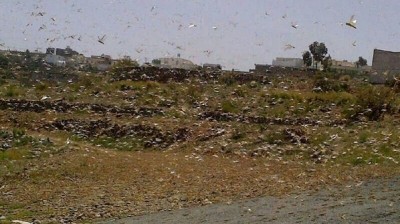 سرب من الجراد يجتاح مناطق محافظة تنومه جنوب السعودية