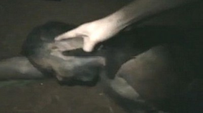 بالفيديو..مقاتلون بلجيكيون يشاركون فى قطع رأس رجل فى سوريا