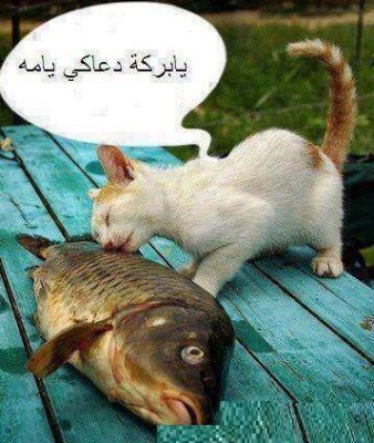 وفي السماء رزقكم وما توعدون