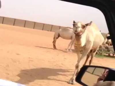 بالفيديو.. ولي عهد دبي ينادي ناقته ويقبّلها