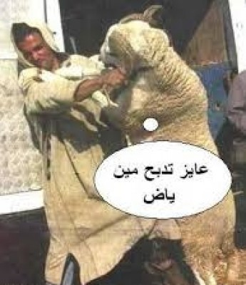 صورة وتعليق