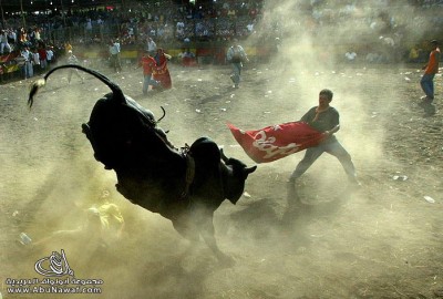 بالصور مصارعة الثيران في اسبانيا