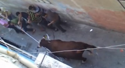 غزة وأسبانيا ووجه الشبه .. فيروز وجمعيات "كيلو لحمة"