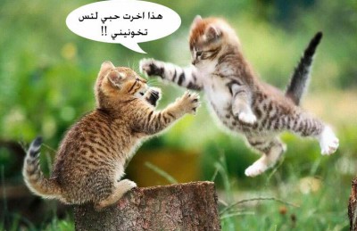 صورة وتعليق